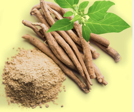 Why Withanolide Manufactured By KINTAI Have Good Anti-Inflammatory Effects? Why Withanolide Manufactured By KINTAI Have Good Anti-Inflammatory Effects?