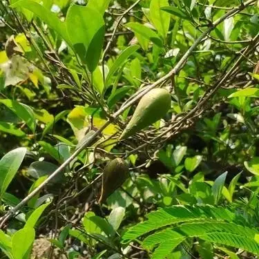 Gymnema Sylvestre Extract Gymnema Sylvestre Extract
