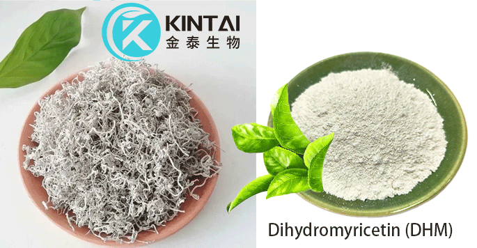 https://www.kintai-bio.com/cosmetics-ingredients/ampelopsis-grossedentata-extract.html https://www.kintai-bio.com/cosmetics-ingredients/ampelopsis-grossedentata-extract.html