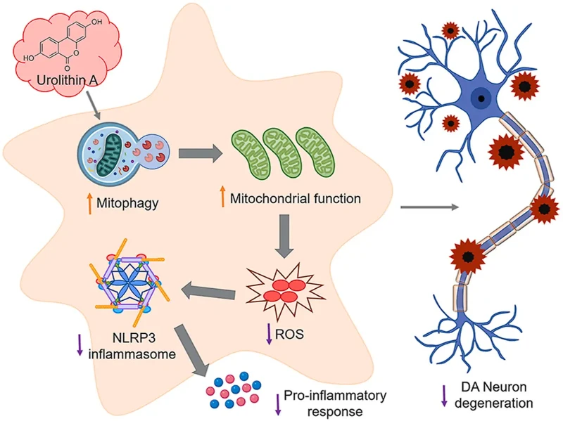 urolithin a inflammation urolithin a inflammation